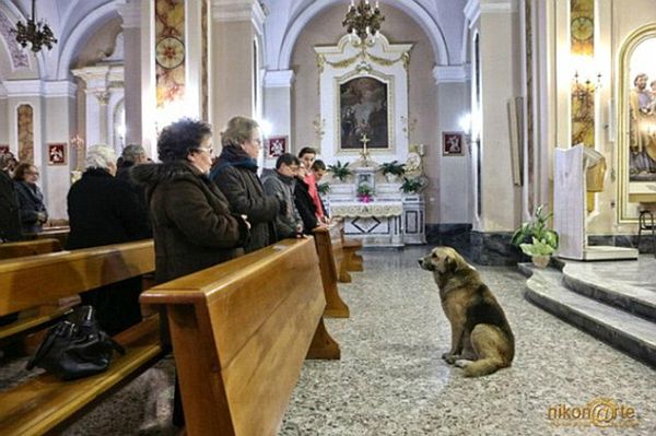 Włoska wojna o psa. Kto ma prawo do sławnego kundelka?