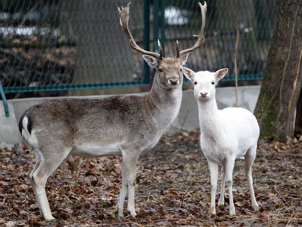 Anna Komorowska przekazała parę danieli do zoo w Żywcu