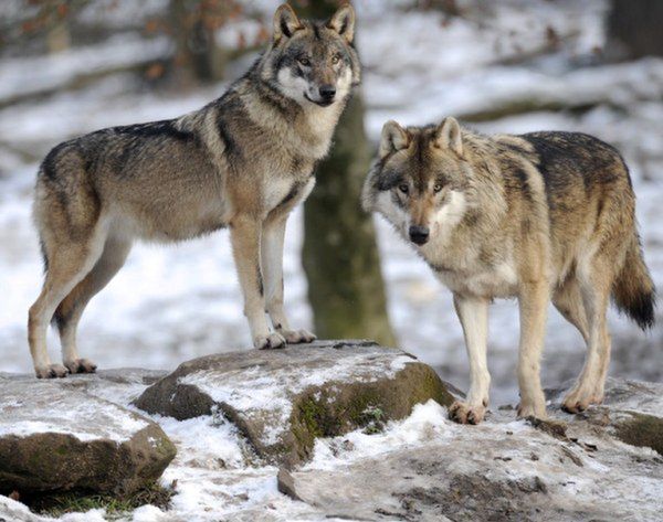 Wilki zadomowiły się na północy Wielkopolski