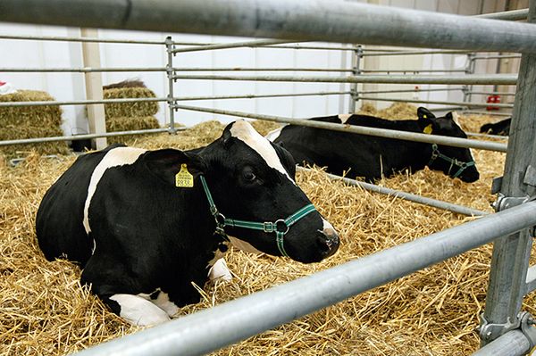 Wąglik potwierdzony u krów niedaleko granicy z Polską