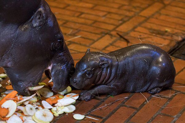 Hipopotam karłowaty przyszedł na świat we wrocławskim zoo