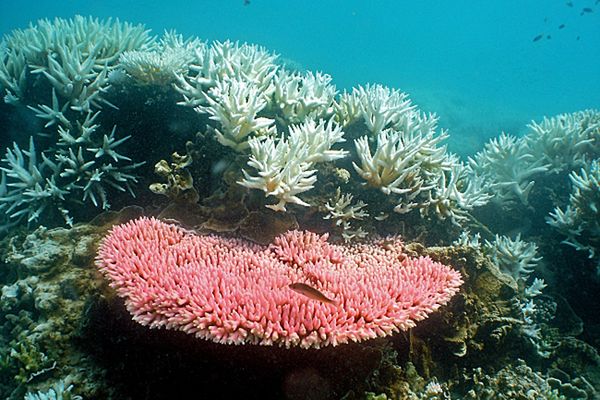 Wielka Rafa Koralowa straciła połowę koralowców w 27 lat