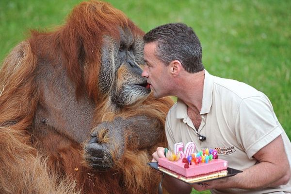 50. urodziny najstarszego orangutana na świecie