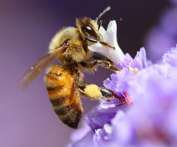 Naukowcy z Warszawy projektują rój automatycznych "pszczół"
