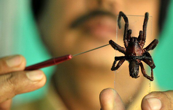 Jadowite pająki terroryzują północny wschód Indii
