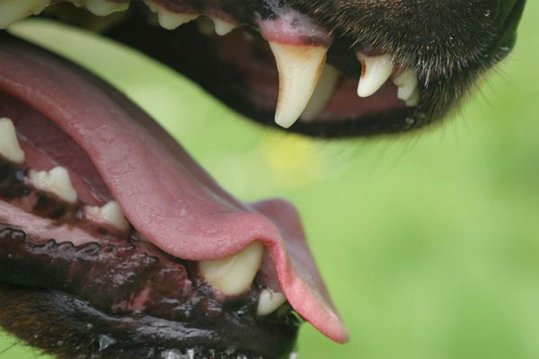 Pitbulle zagryzły 63-letnią kobietę w Kalifornii