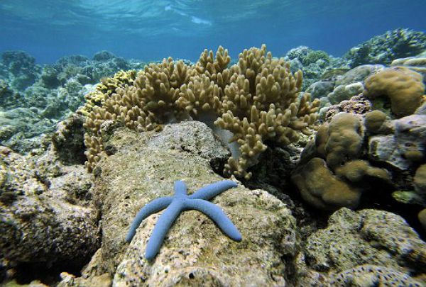 Kraby i krewetki łączą siły w obronie koralowców