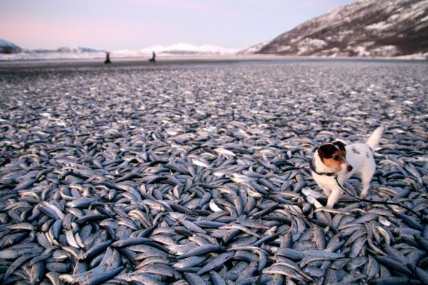 Norweskie plaże usłane tysiącami martwych ryb