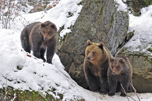 Lekki sen zimowy bieszczadzkich niedźwiedzi