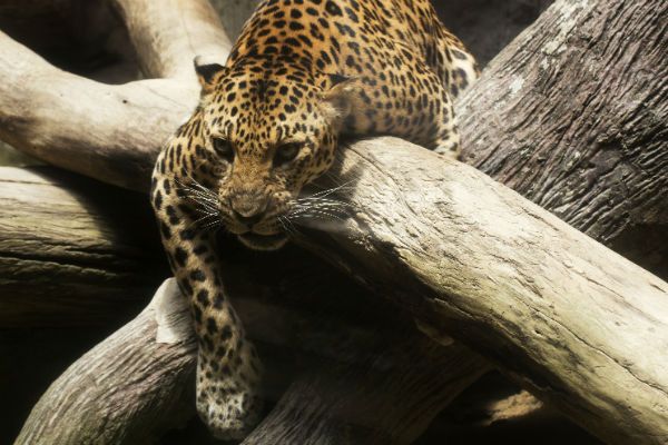 Tragiczny wypadek w zoo. Jaguary zaatakowały 3-latka!