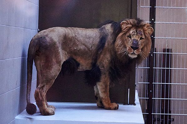 Lew zagryzł lwicę w zoo w Gdańsku