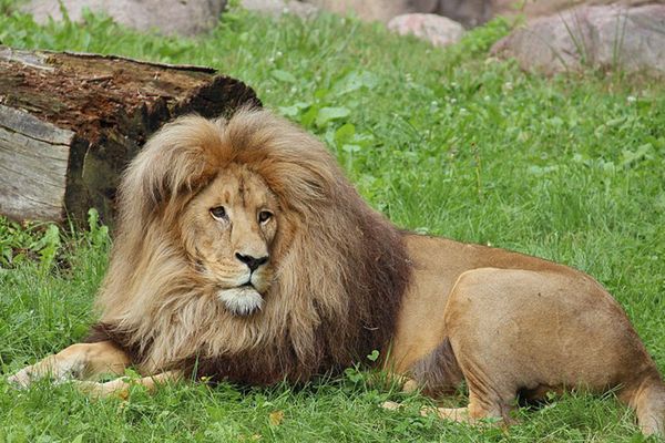 Niezwykle rzadkie lwy po 20 latach wróciły do Trójmiasta