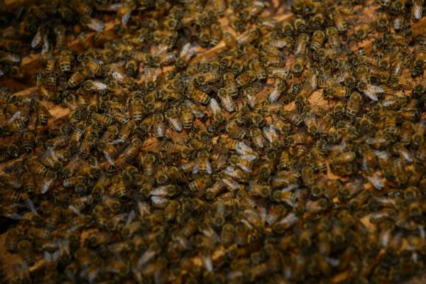 Pszczoły zaatakowały mężczyznę. 70-latek zmarł