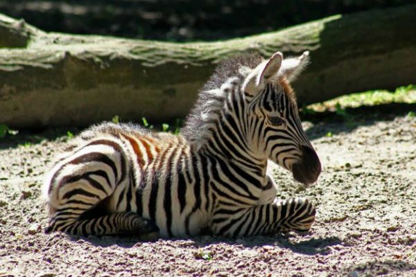W zoo urodziły się lamy i zebra