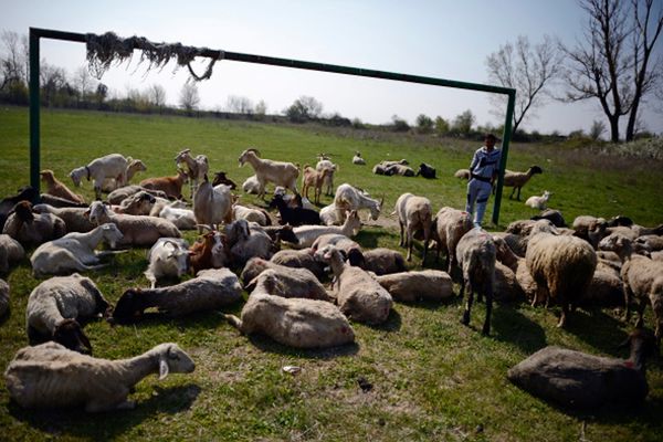 Owce stróżami lasów w Katalonii