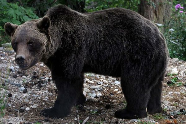 W Bieszczadach gady i nietoperze już śpią; niedźwiedzie wciąż aktywne