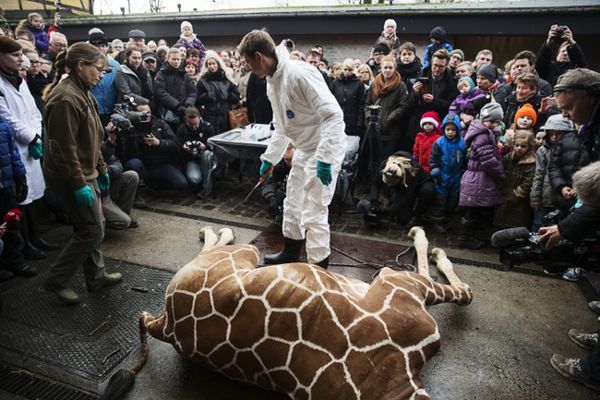 Kolejna żyrafa o imieniu Marius może zostać zabita w duńskim zoo