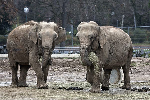Słonie z lyońskiego zoo nie zostaną uśpione