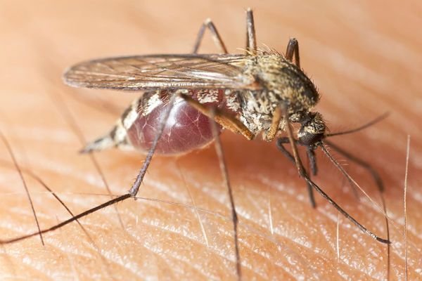 Inwazja komarów w Polsce