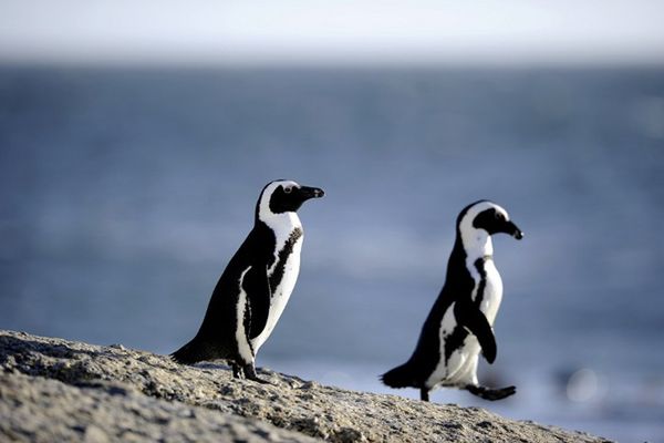 Zmiany klimatu związane z dynamiką populacji pingwinów
