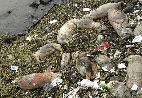 Już prawie 6 tys. martwych świń wyłowiono z rzeki w Szanghaju