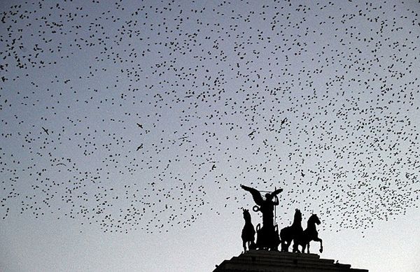 Plaga ptaków nad Rzymem: wszystko zafajdane