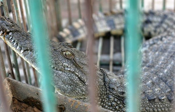 Po dwóch latach udało się schwytać krokodyla-uciekiniera