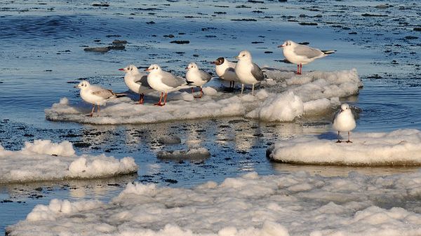 Odwilż na plaży w Gdyni - Orłowie