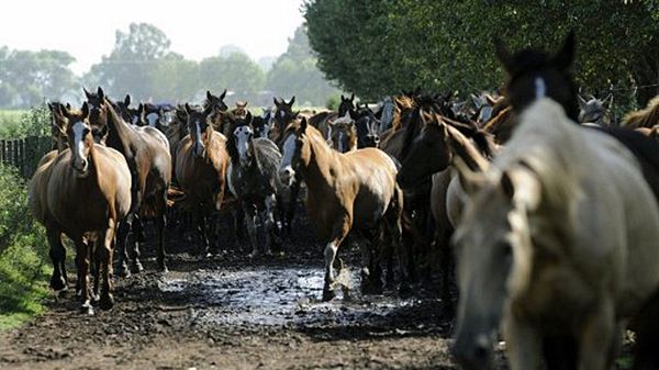 Tradycja jedzenia koniny jest we Włoszech bardzo stara