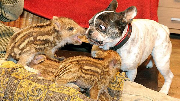 Baby z częścią "adoptowanych" warchlaków