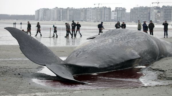 Kaszalot wyrzucony na plażę w pobliżu Knokke-Heist na północy Belgii
