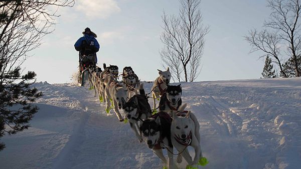 Zaprzęg Biegnącego Wilka na trasie