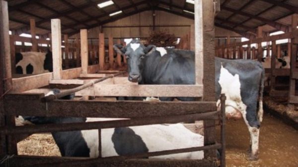 Najnowszy przypadek choroby wykryto u krowy mlecznej ze stanu Kalifornia w USA