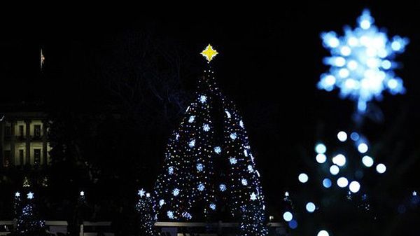 Waszyngton. Drzewka w pobliżu Białego Domu