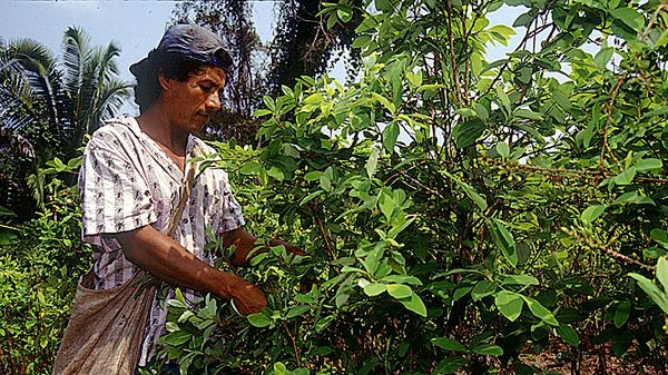 Boliwijscy hodowcy koki szykują niespodziankę na święta