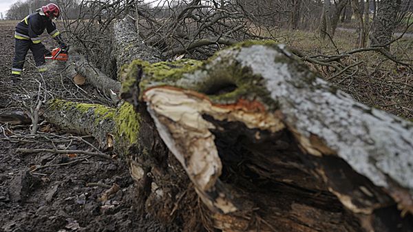 Strażacy usuwają przewrócone drzewo we wsi Przewóz koło Kartuz