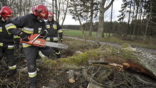 Strażacy usuwają przewrócone drzewo we wsi Przewóz koło Kartuz