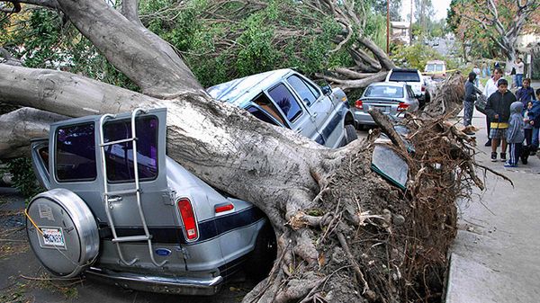 Los Angeles. Samochody zniszczone przez przewrócone drzewa