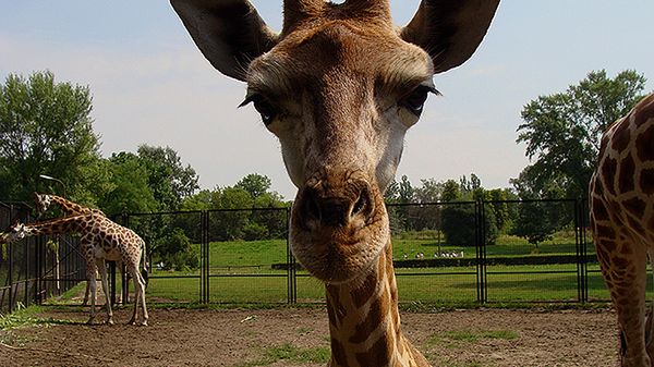 Czy żyrafy lubią muzykę pop?