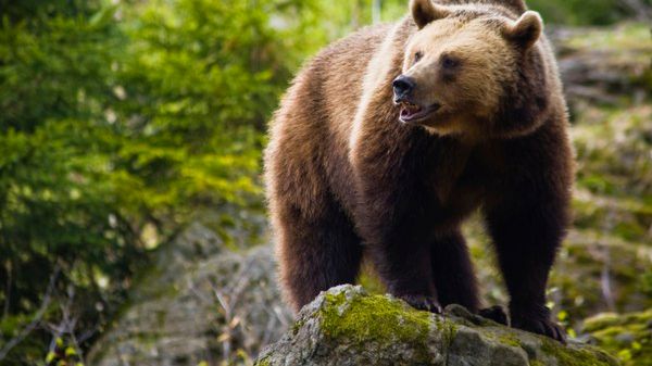 Niedźwiedź może być bardzo niebezpieczny