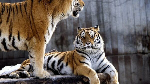 Tygrysy z zoo w Kopenhadze