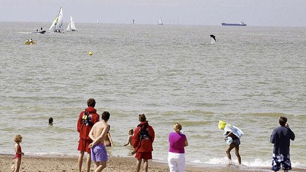 Turyści w Knokke-Heist podziwiają delfina