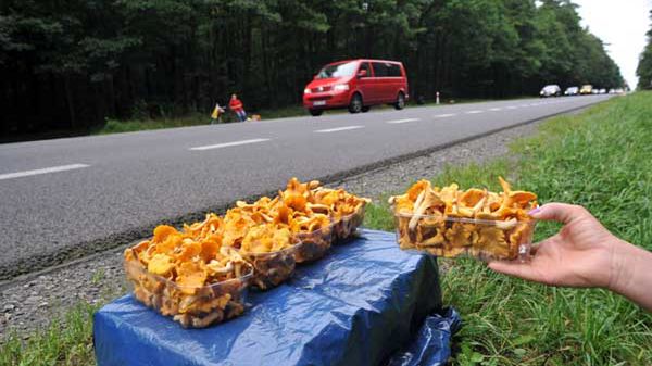 We Włoszech grzyby mogą zbierać wyłącznie osoby posiadające specjalną legitymację