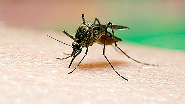 Komary mogą przenosić chorobę
