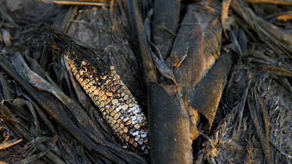 Susza zniszczyła tegoroczne zbiory