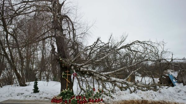 Brzoza, o którą zaczepił prezydencki tupolew