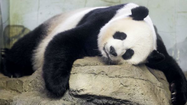 Mei Xiang - matka małych pand z waszyngtońskiego zoo