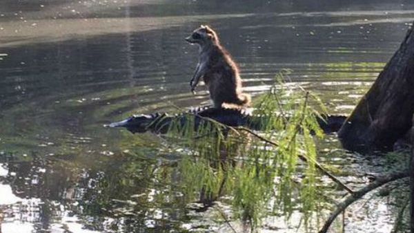 Zdjęcie szopa "podróżującego" na aligatorze podbija sieć