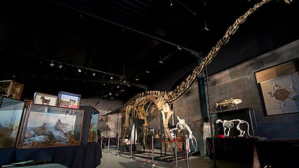 Szkielet został sprzedany za kwotę 400 tys. funtów.