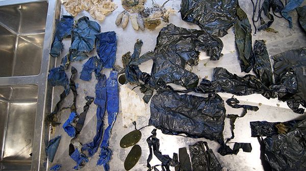 Fragmenty kurtki i worka znalezione w żołądku Antona